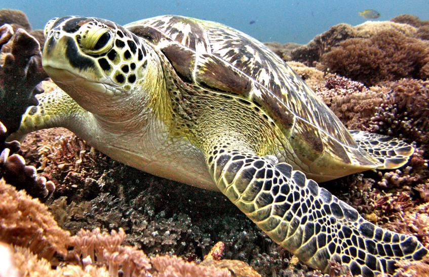 Turtle diving on Gili Air