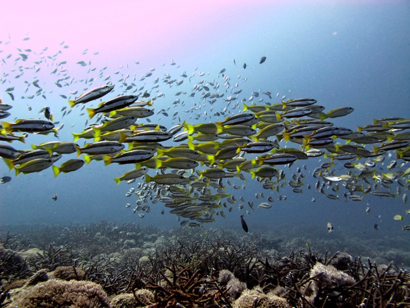 Diving the Gili Islands at Manta Point