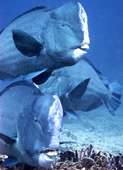 Diving Gili Air Island