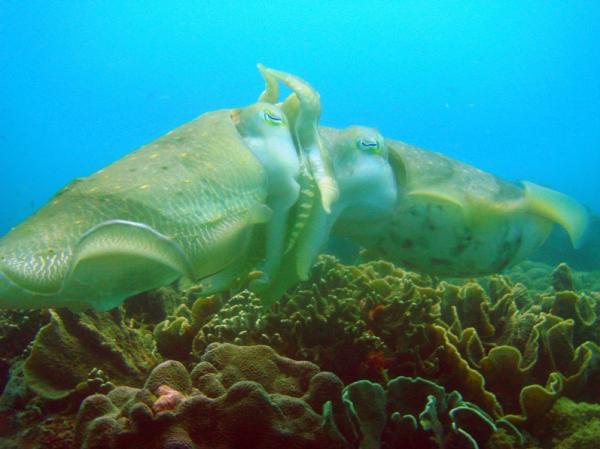 cuttlefish-mating-gili-air