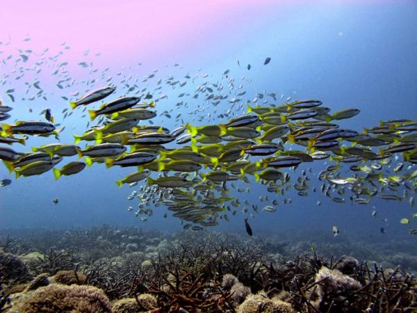 Diving-Manta-Point-Gili-Islands